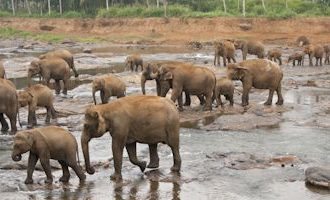 Pinnawela-Elephant-Orphanage-Sri-Lanka