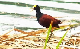 Punta-Izopo-Bird-Honduras