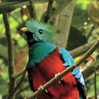 Quetzal-Bird-Panama