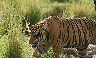 Ranthambore-NP-Tiger-india