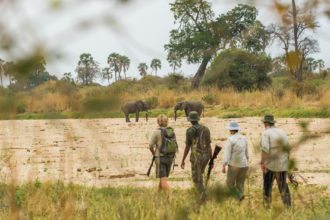Ruaha-National-Park-Elephants-Through-Bushes-Walking-Safari-Paul-Joynson-Hicks-MR