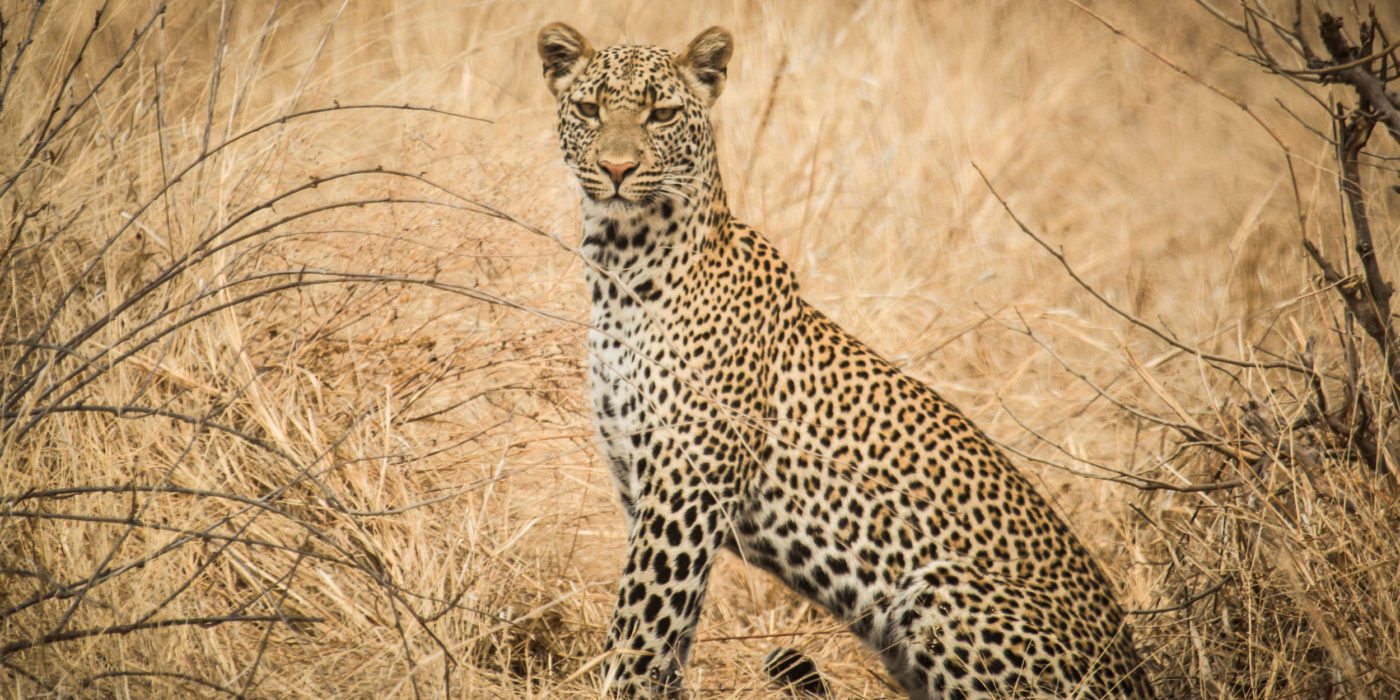 Ruaha-National-Park-Leopard-Eric-Frank-MR-Tanzania