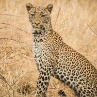 Ruaha-National-Park-Leopard-Eric-Frank-MR-Tanzania