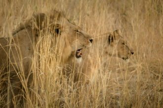 Ruaha-National-Park-Lions-Hunting-Eric-Frank-MR-tanzania