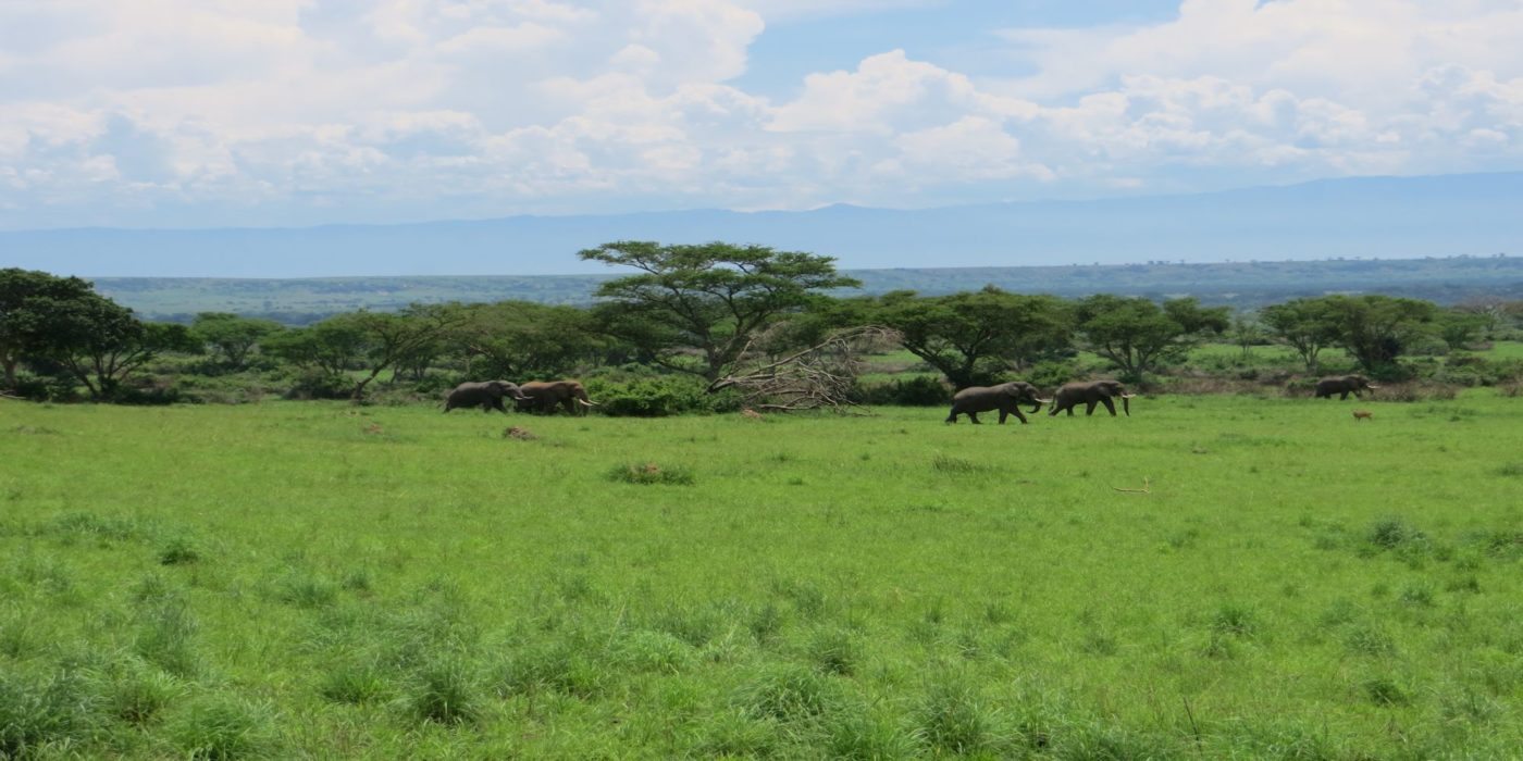 Rwanda_wilderness_safari