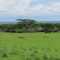Rwanda_wilderness_safari