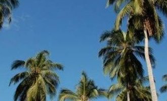 San-Andres-Palms-Colombia
