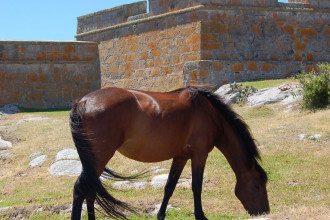 Santa-Teresa-and-Horse-Uruguay