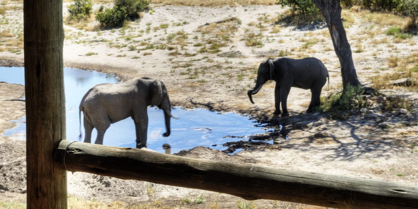 Savute-Safari Lodge-elephants-botswana