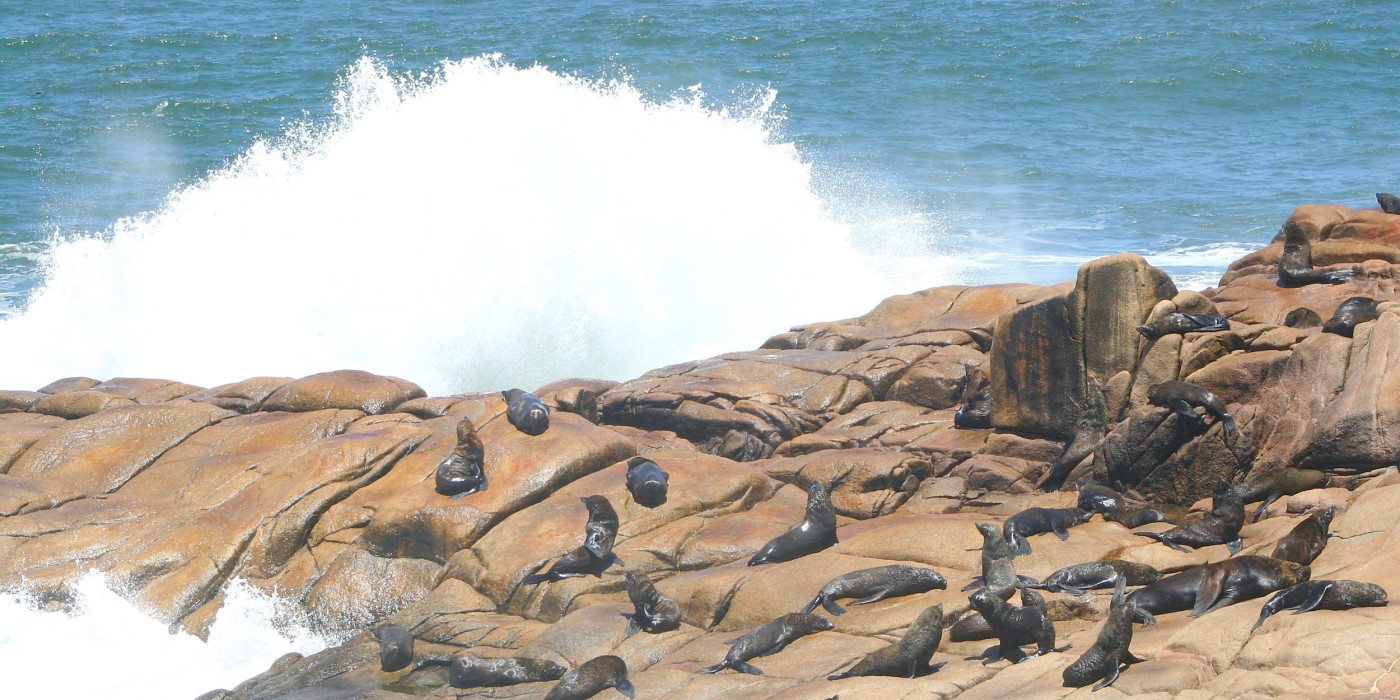 Sea-lions-at-Cabo-Polonio