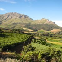Southafrica_Franschhoek_vineyard