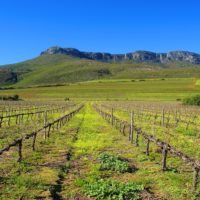 Southafrica_Vineyard