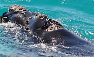 Southern-Right-Whale-south-africa
