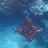 Spotted-Eagle-Ray-at-Hol-Chan-Belize