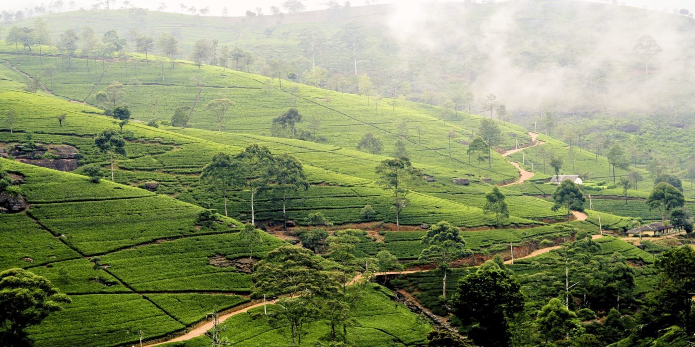 SriLanka_Tea_Terraces_Nuwara_Eliya