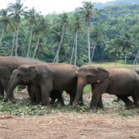 SriLanka_elephants