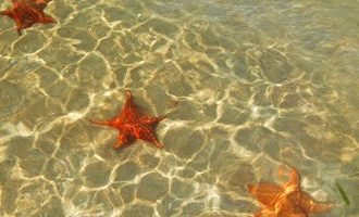 Star-fish-Panama