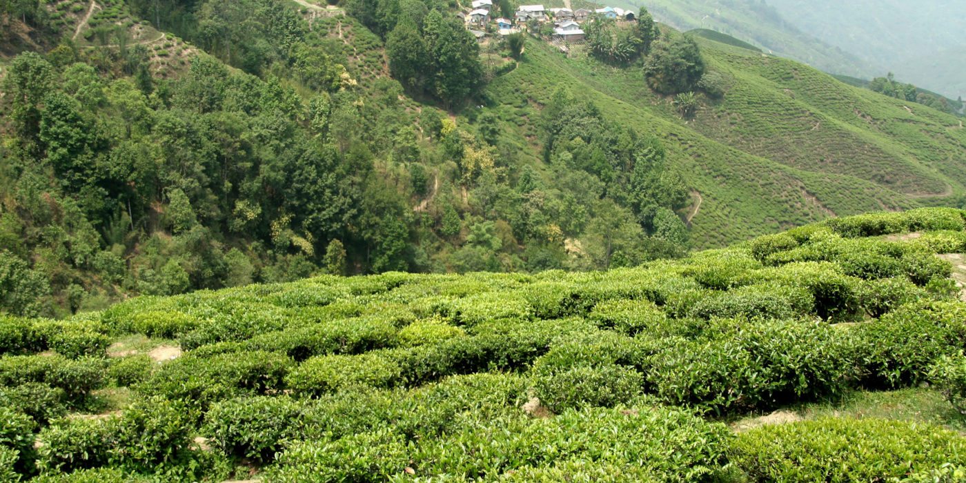 Tea-plantation-darjeeling-india