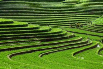 Terrace-rice-fields-Bali-Indonesia