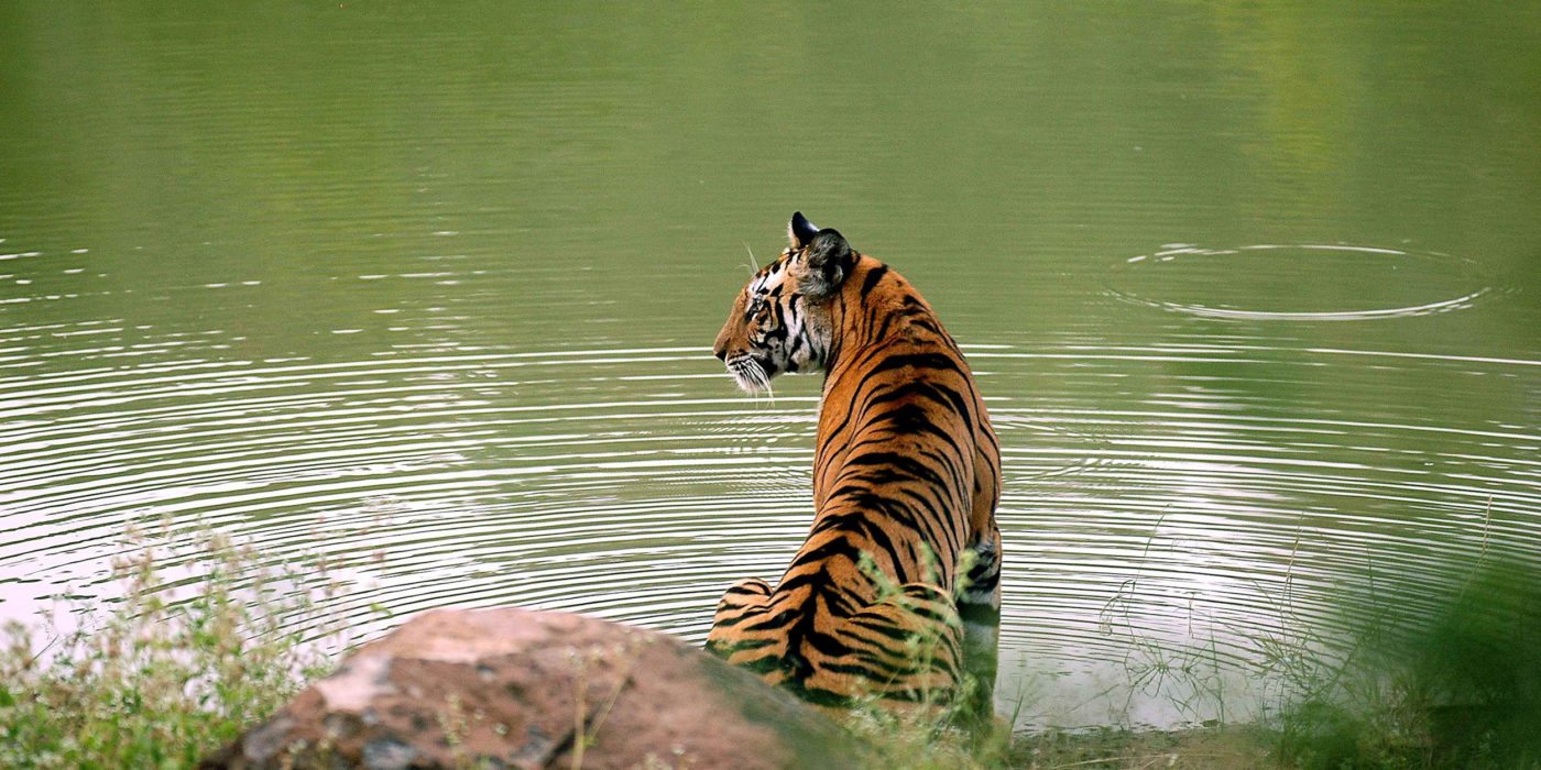 Tiger-by-Lake-India