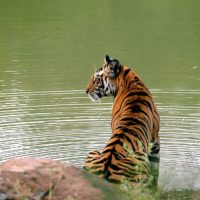 Tiger-by-Lake-India