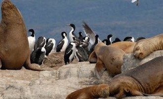 Torres_del_Paine_Patagonia_Wildlife