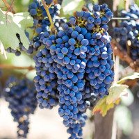 Vineyard-Grapes