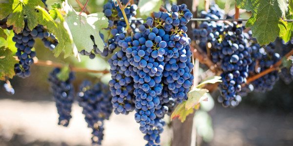 Vineyard-Grapes