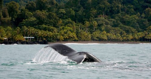 Whale-Nuqui-Colombia