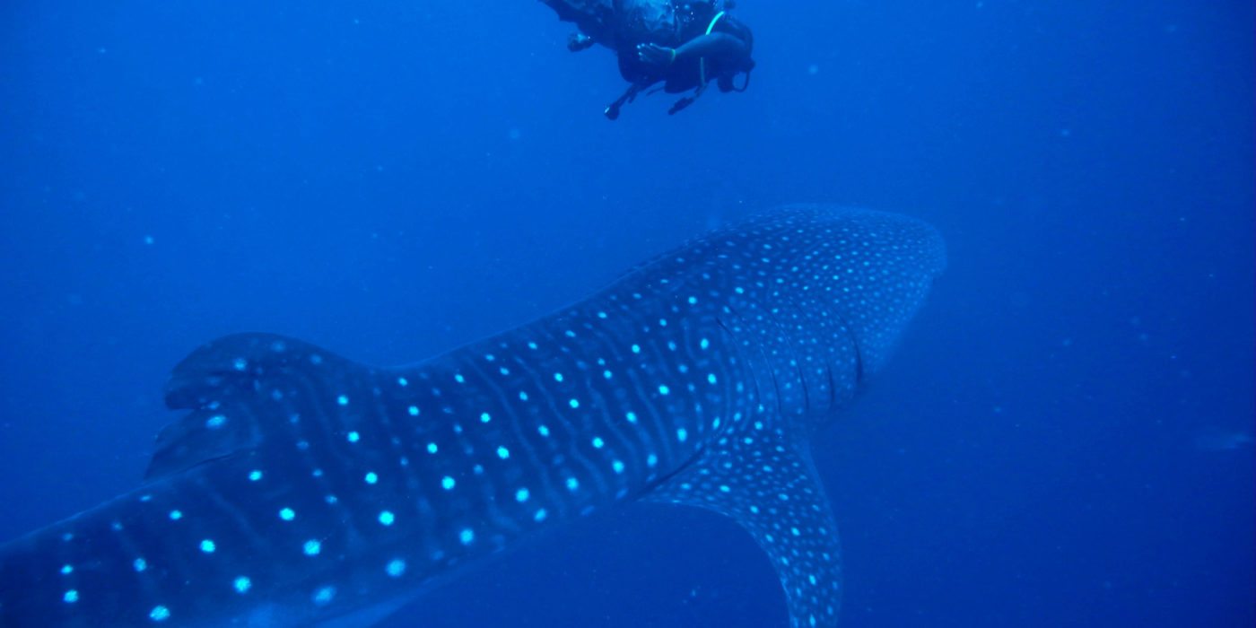 Whale-Shark-Diving-Belize