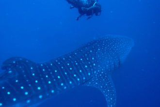 Whale-Shark-Diving-Belize