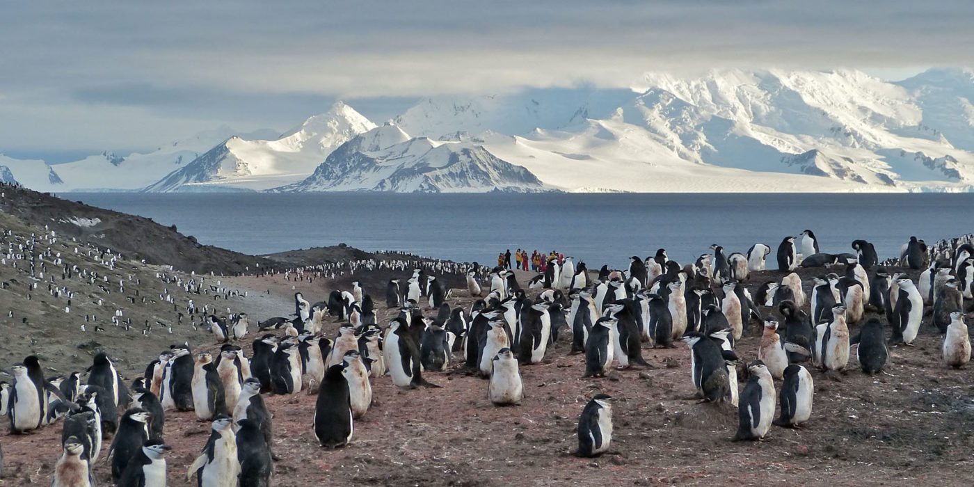 Wildlife_Chinstrap_Penguin_Colony_Sunset_Antarctica