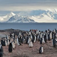 Wildlife_Chinstrap_Penguin_Colony_Sunset_Antarctica