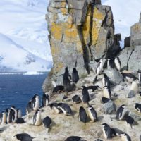 Wildlife_penguins_chinstrap_rookery_antarctica