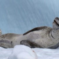 Wildlife_seal_leopard_antarctica