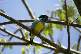 Yellow-tufted_Dacnis_Colombia
