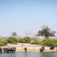 Zambia_Chobe_national_park