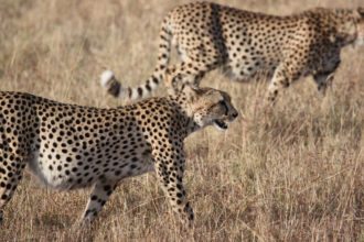 africa-serengeti-NP-cheetahs-Tanzania