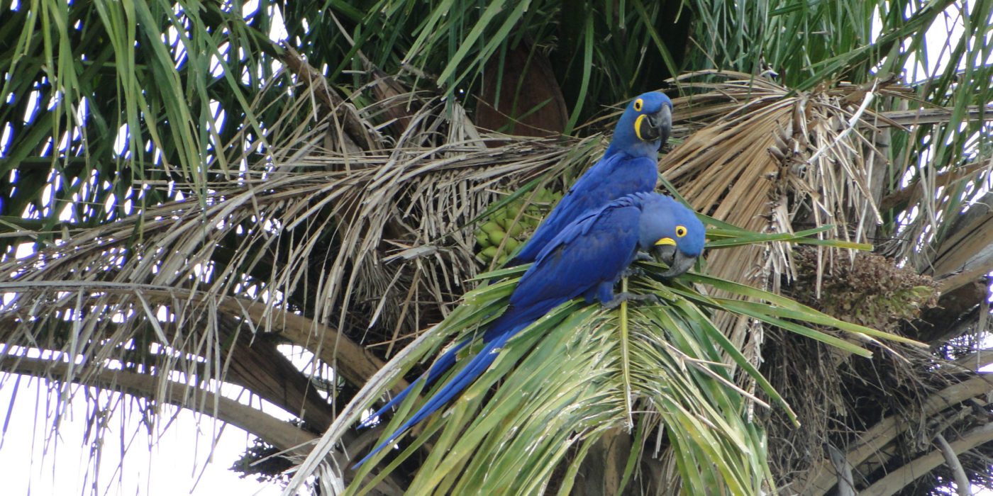 arara-azul-pantanal-brazil