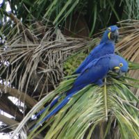 arara-azul-pantanal-brazil