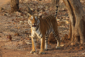 arpit-parikh-tiger-india
