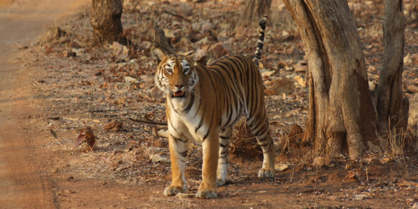 arpit-parikh-tiger-india