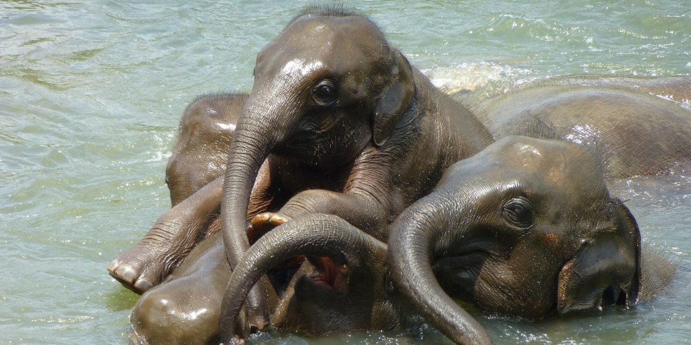 baby-elephant-srilanka