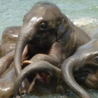 baby-elephant-srilanka