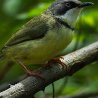 birding-south-africa