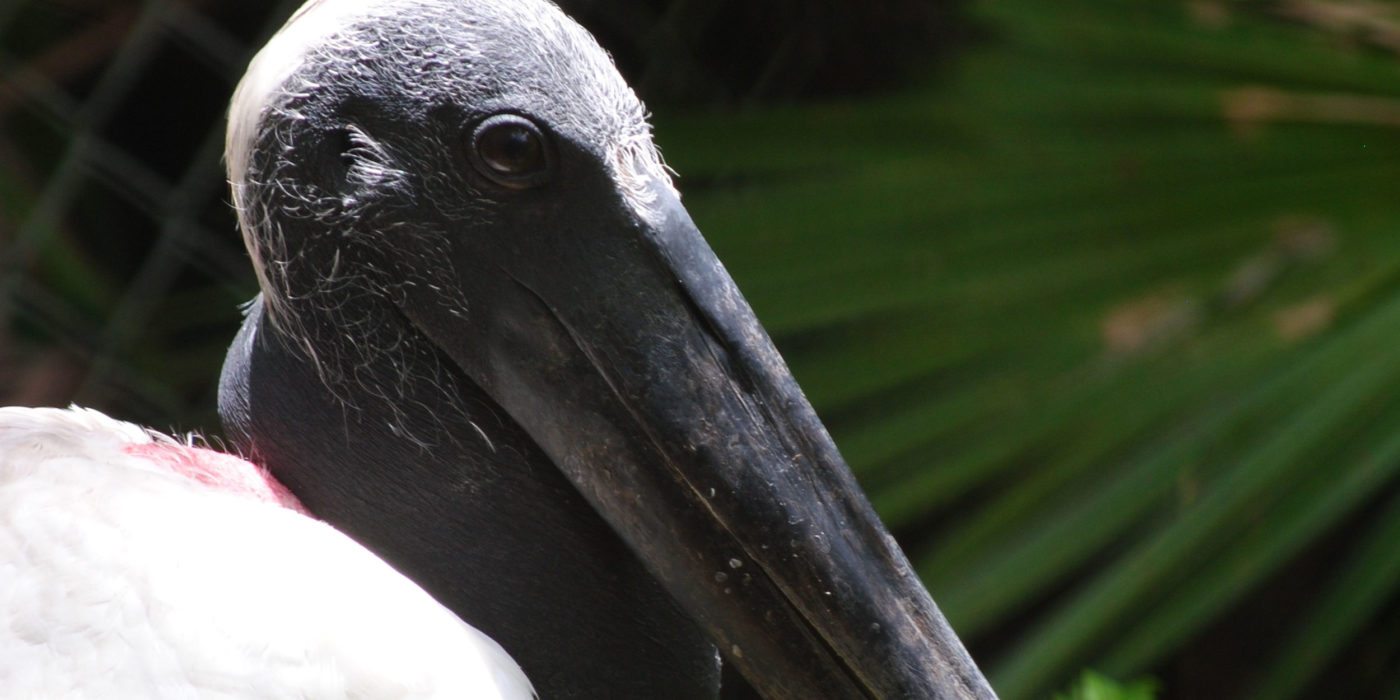black-stork-Belize-zoo