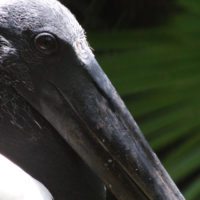 black-stork-Belize-zoo