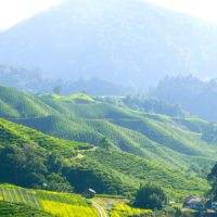 cameron-highlands-tea-plantation