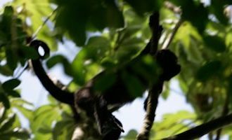 canopy-monkey-guatemala