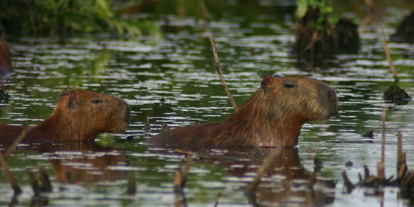 capybara-argentina